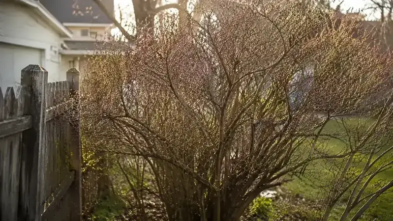 The Overgrown Lilac That Finally Met Its Match