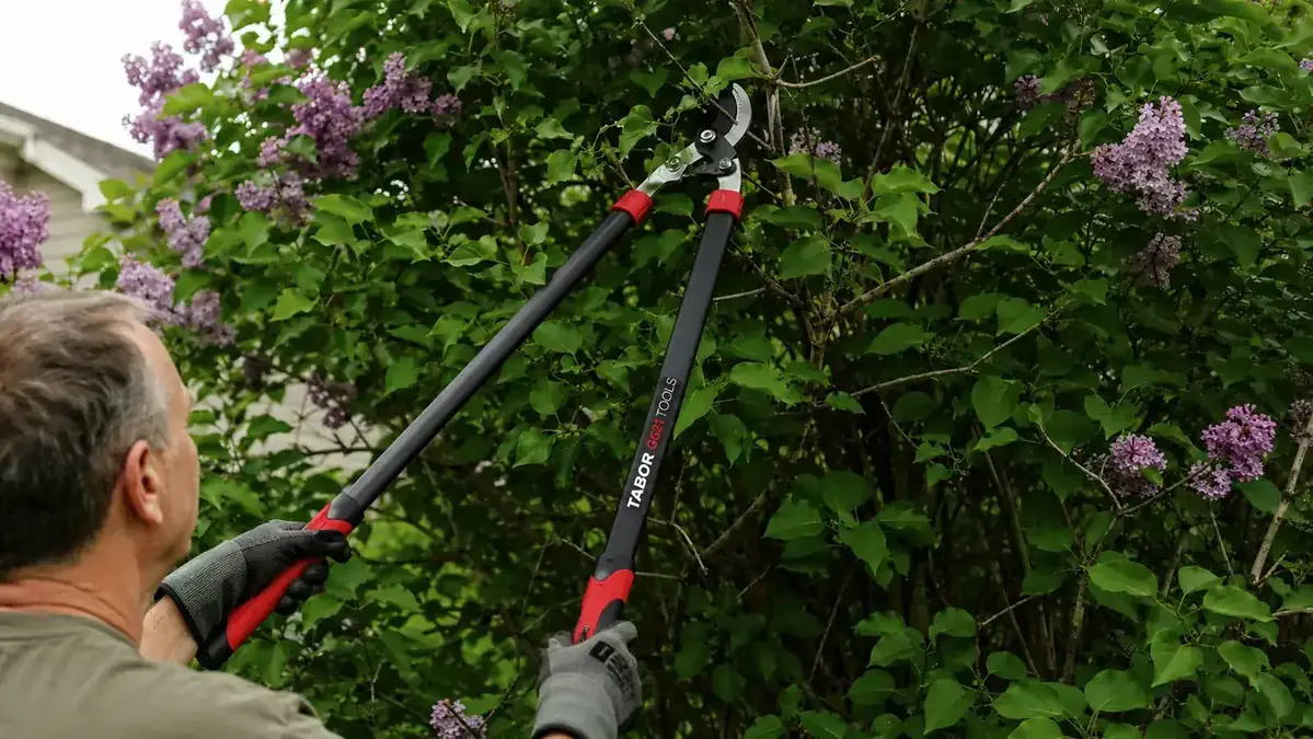 Hands extending a telescoping lopper handle to reach a high branch on a lilac shrub